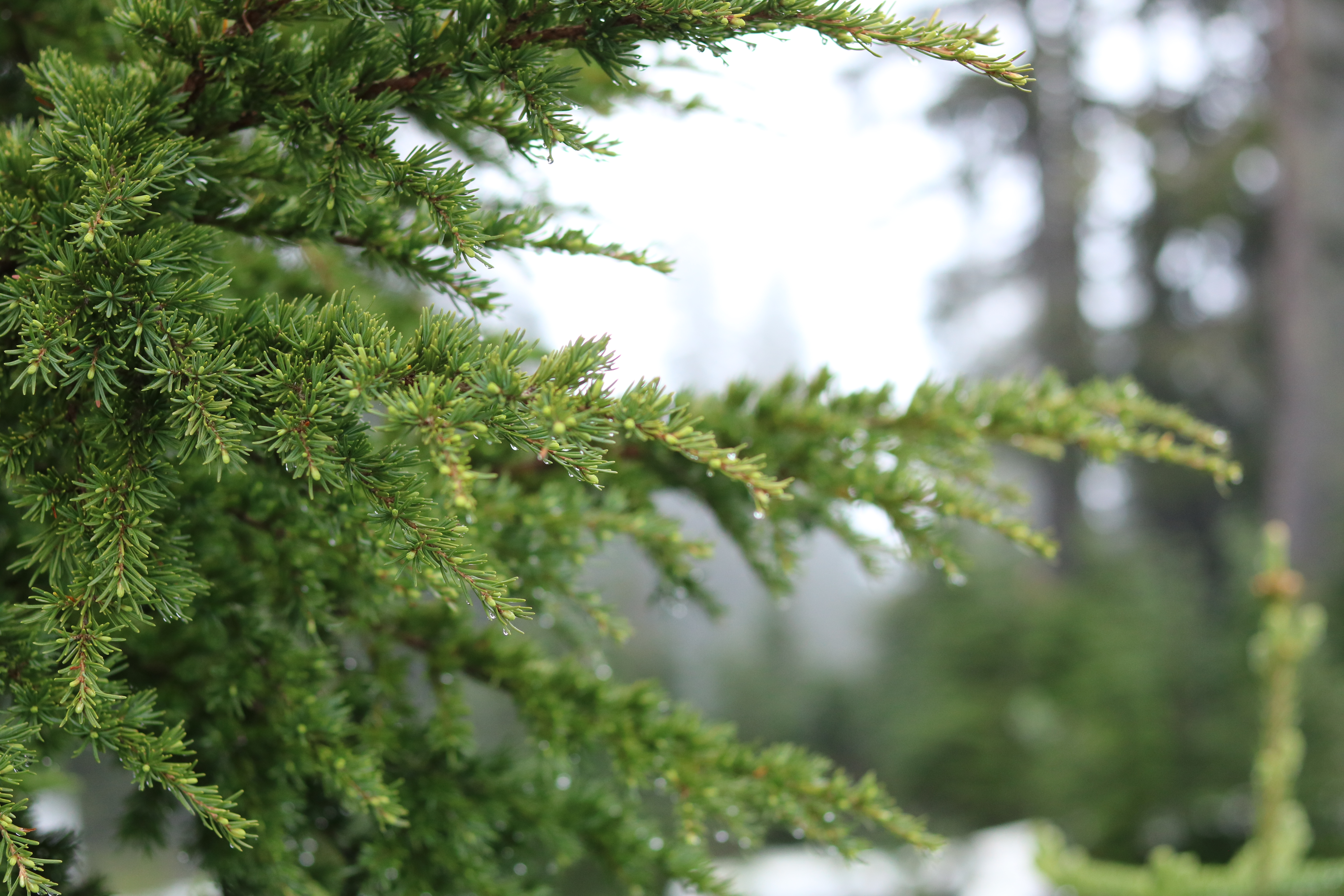 Evergreen Tree Branch